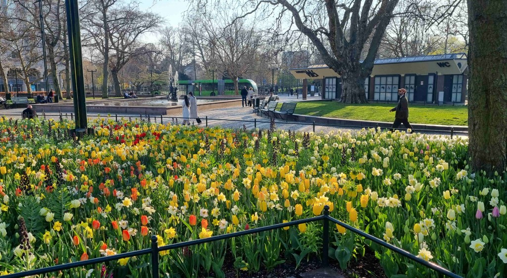 Gustavs Malmö blommar 1 20250414_180830