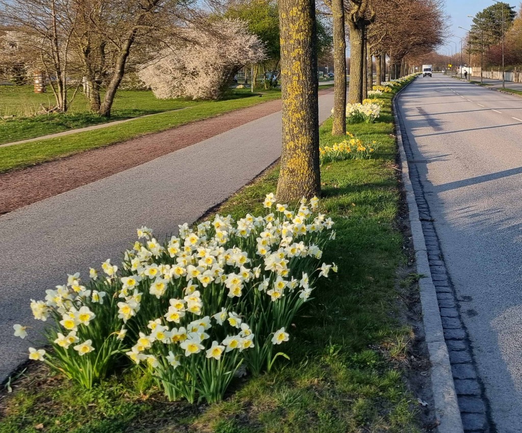 Limhamnsvägen 1 Malmö blommar 20250414_185638