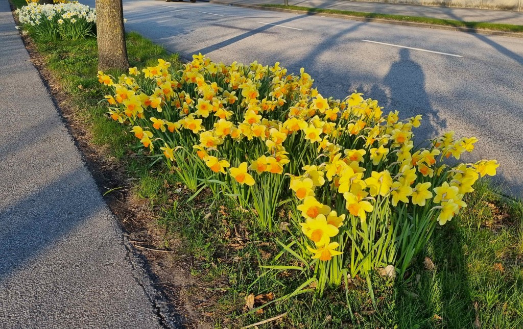 Limhamnsvägen 2 Malmö blommar 20250414_185746
